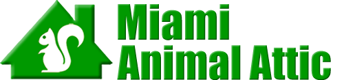 Miami  Animal Attic